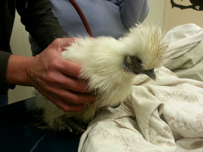Funky Chicken! 